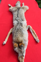 Load image into Gallery viewer, NORTH IDAHO MALE Coyote w/ feet and claws COY1019