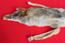 Load image into Gallery viewer, NORTH IDAHO MALE Coyote w/ feet and claws COY1019
