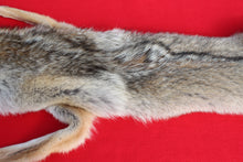 Load image into Gallery viewer, NORTH IDAHO MALE Coyote w/ feet and claws COY1019