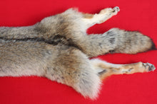 Load image into Gallery viewer, NORTH IDAHO MALE Coyote w/ feet and claws COY1019