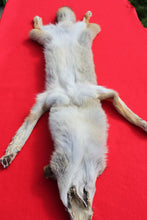 Load image into Gallery viewer, NORTH IDAHO MALE Coyote w/ feet and claws COY1019