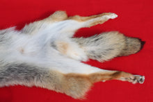 Load image into Gallery viewer, NORTH IDAHO MALE Coyote w/ feet and claws COY1019