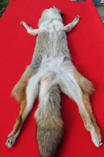 Load image into Gallery viewer, NORTH IDAHO MALE Coyote w/ feet and claws COY1019