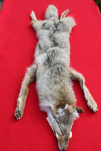 Load image into Gallery viewer, N. Idaho Female Coyote w/ feet and claws COY1012