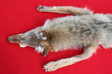 Load image into Gallery viewer, N. Idaho Female Coyote w/ feet and claws COY1012