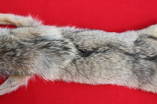 Load image into Gallery viewer, N. Idaho Female Coyote w/ feet and claws COY1012