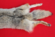 Load image into Gallery viewer, N. Idaho Female Coyote w/ feet and claws COY1012