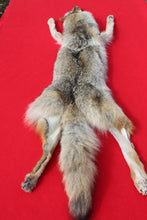 Load image into Gallery viewer, N. Idaho Female Coyote w/ feet and claws COY1012