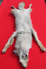 Load image into Gallery viewer, N. Idaho Female Coyote w/ feet and claws COY1012