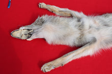 Load image into Gallery viewer, N. Idaho Female Coyote w/ feet and claws COY1012