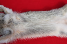 Load image into Gallery viewer, N. Idaho Female Coyote w/ feet and claws COY1012