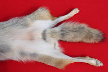Load image into Gallery viewer, N. Idaho Female Coyote w/ feet and claws COY1012