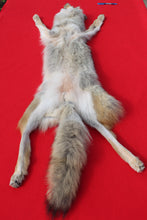 Load image into Gallery viewer, N. Idaho Female Coyote w/ feet and claws COY1012