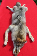 Load image into Gallery viewer, Taxidermy Quality N. Idaho Male Coyote COY1009