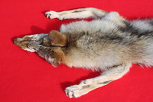 Load image into Gallery viewer, Taxidermy Quality N. Idaho Male Coyote COY1009