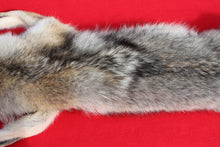 Load image into Gallery viewer, Taxidermy Quality N. Idaho Male Coyote COY1009