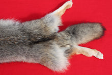Load image into Gallery viewer, Taxidermy Quality N. Idaho Male Coyote COY1009