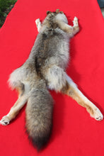 Load image into Gallery viewer, Taxidermy Quality N. Idaho Male Coyote COY1009