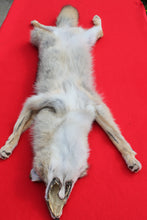 Load image into Gallery viewer, Taxidermy Quality N. Idaho Male Coyote COY1009