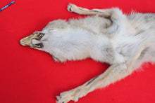 Load image into Gallery viewer, Taxidermy Quality N. Idaho Male Coyote COY1009