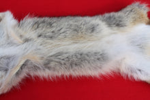 Load image into Gallery viewer, Taxidermy Quality N. Idaho Male Coyote COY1009