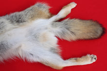 Load image into Gallery viewer, Taxidermy Quality N. Idaho Male Coyote COY1009