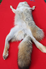 Load image into Gallery viewer, Taxidermy Quality N. Idaho Male Coyote COY1009