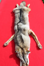 Load image into Gallery viewer, N. Idaho Male Coyote w/ feet and claws COY1014