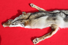Load image into Gallery viewer, N. Idaho Male Coyote w/ feet and claws COY1014