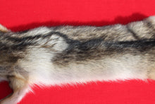 Load image into Gallery viewer, N. Idaho Male Coyote w/ feet and claws COY1014