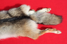 Load image into Gallery viewer, N. Idaho Male Coyote w/ feet and claws COY1014