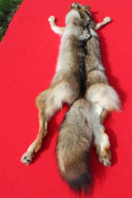 Load image into Gallery viewer, N. Idaho Male Coyote w/ feet and claws COY1014
