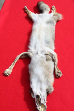 Load image into Gallery viewer, N. Idaho Male Coyote w/ feet and claws COY1014