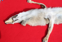 Load image into Gallery viewer, N. Idaho Male Coyote w/ feet and claws COY1014