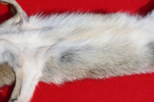 Load image into Gallery viewer, N. Idaho Male Coyote w/ feet and claws COY1014