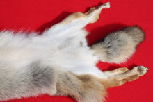 Load image into Gallery viewer, N. Idaho Male Coyote w/ feet and claws COY1014