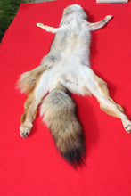 Load image into Gallery viewer, N. Idaho Male Coyote w/ feet and claws COY1014