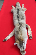 Load image into Gallery viewer, Taxidermy Quality N. Idaho Male Coyote COY1011