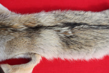 Load image into Gallery viewer, Taxidermy Quality N. Idaho Male Coyote COY1011