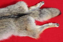 Load image into Gallery viewer, Taxidermy Quality N. Idaho Male Coyote COY1011