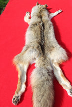 Load image into Gallery viewer, Taxidermy Quality N. Idaho Male Coyote COY1011