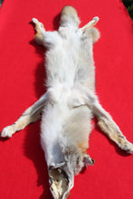 Load image into Gallery viewer, Taxidermy Quality N. Idaho Male Coyote COY1011