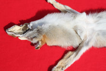 Load image into Gallery viewer, Taxidermy Quality N. Idaho Male Coyote COY1011