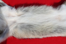 Load image into Gallery viewer, Taxidermy Quality N. Idaho Male Coyote COY1011