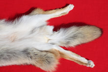 Load image into Gallery viewer, Taxidermy Quality N. Idaho Male Coyote COY1011