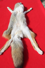 Load image into Gallery viewer, Taxidermy Quality N. Idaho Male Coyote COY1011