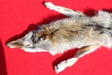 Load image into Gallery viewer, N. Idaho Female Coyote w/ feet and claws COY1015
