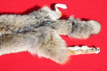 Load image into Gallery viewer, N. Idaho Female Coyote w/ feet and claws COY1015