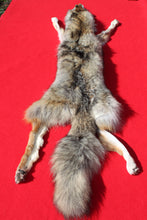 Load image into Gallery viewer, N. Idaho Female Coyote w/ feet and claws COY1015