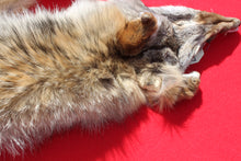 Load image into Gallery viewer, N. Idaho Female Coyote w/ feet and claws COY1015